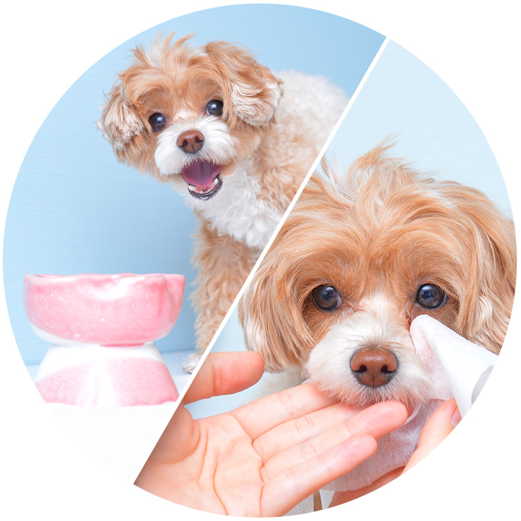 ペット顔口周りのウエットシート