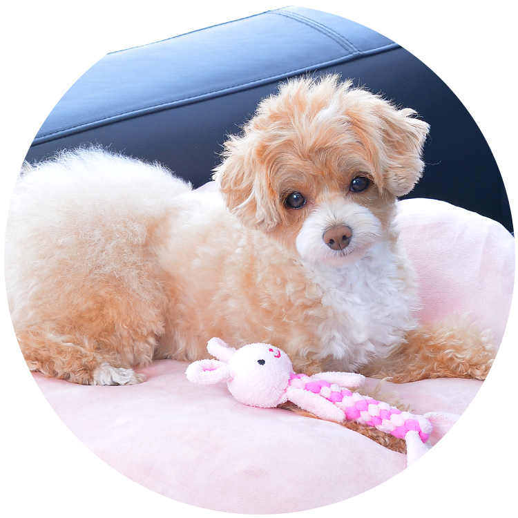 リラックスする犬