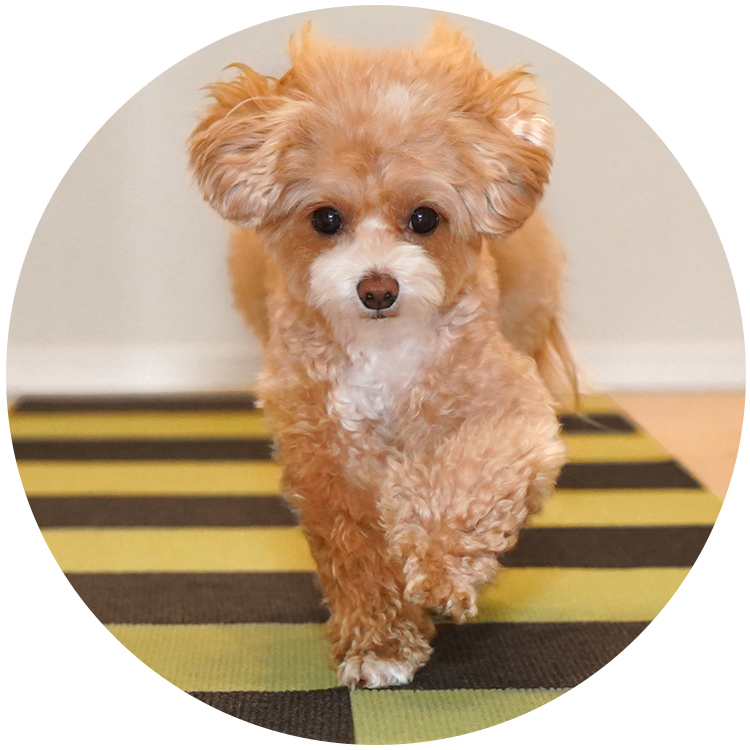 犬が走っても滑らない