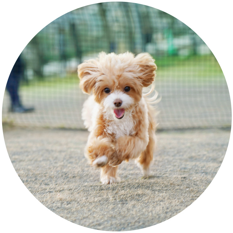 犬猫のフローリング滑り防止