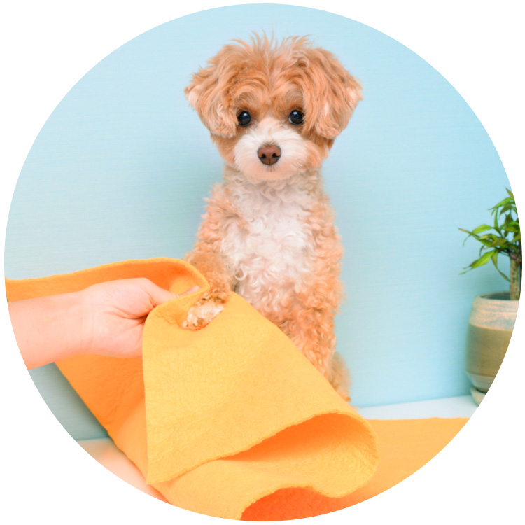 ペット用タオルで足拭き