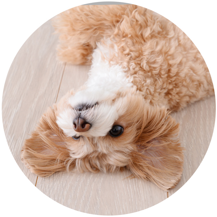 手作りペットフードの保存容器