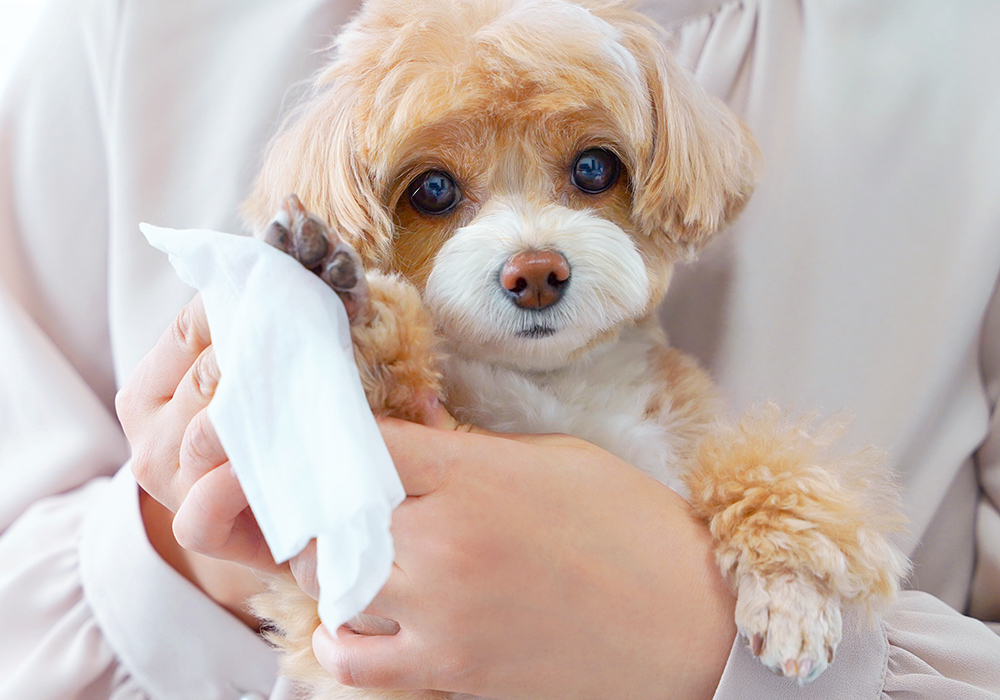 ウエットティッシュで足を拭く犬