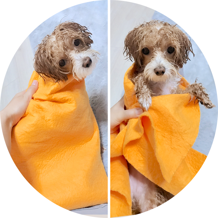 ペット用タオルとして