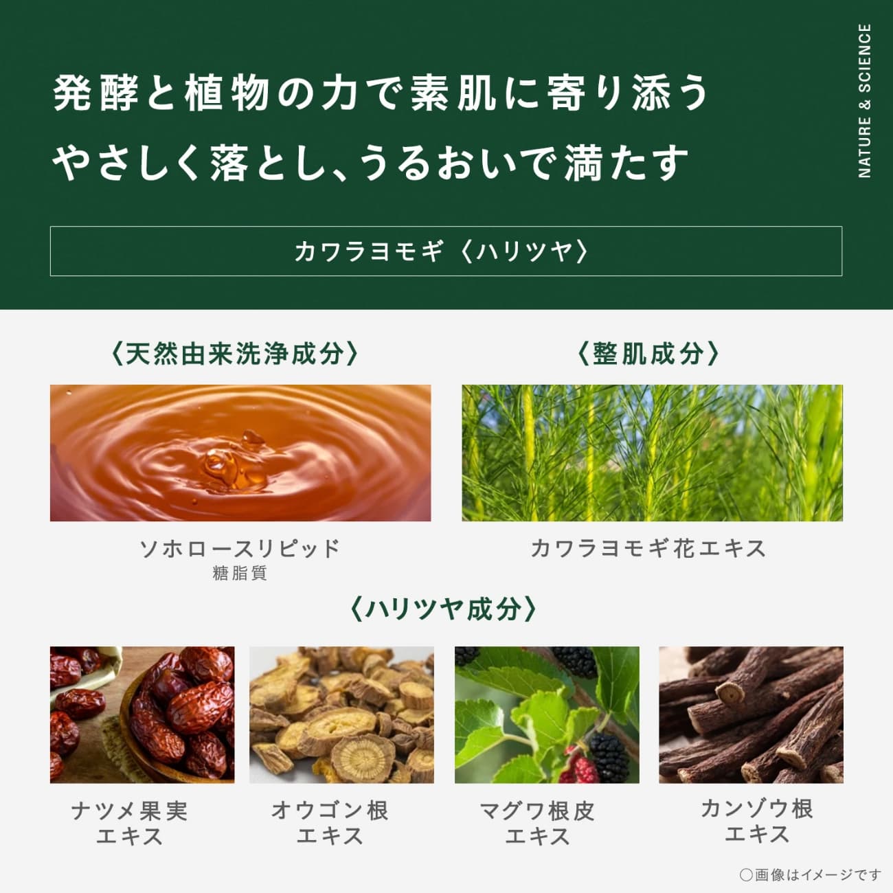 カワラヨモギ 商品説明