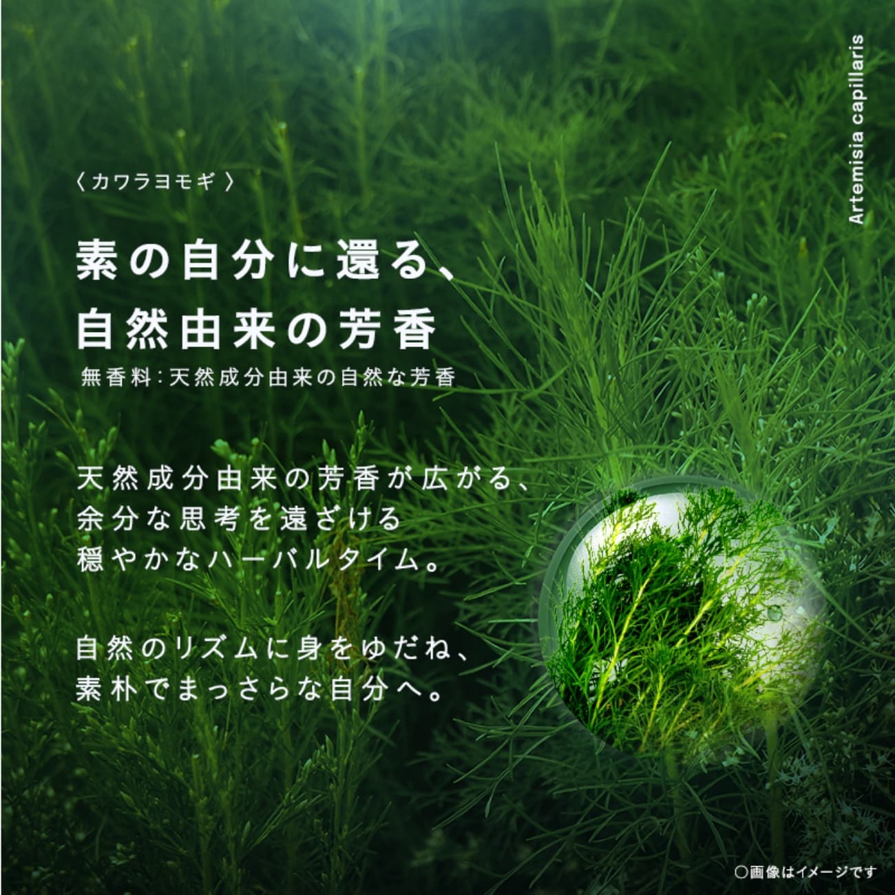 カワラヨモギ 商品説明